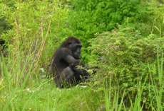 Gorilla-4.jpg